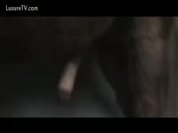 Horse orgasm caught on camera